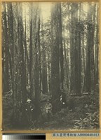 臺南州嘉義番地阿里山石鼓盤七千平之林相藏品圖，第1張